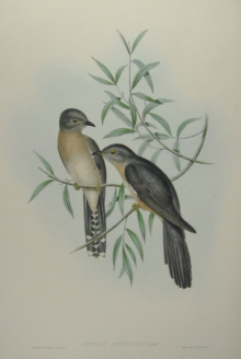 John Gould Birds of Australia